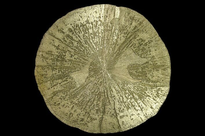 Large, Pyrite Sun - Sparta, Illinois #134887